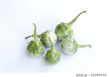 タイの野菜、マクア(タイ茄子) タイの野菜、マクア(タイ茄子) 16460016