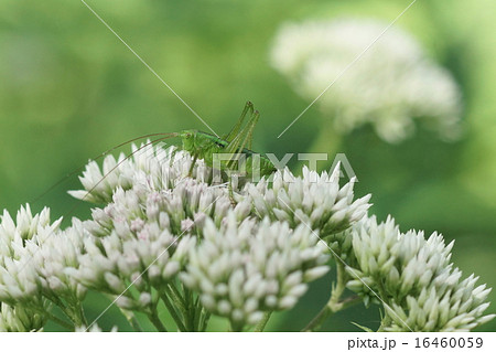 ヒヨドリバナとヤブキリ 16460059