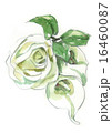 白い薔薇とカラー 16460087