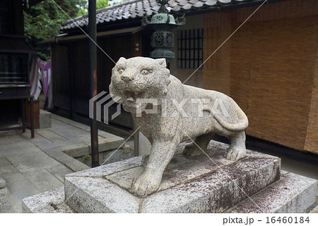 京都　両足院　毘沙門天堂の狛虎 16460184