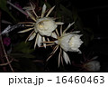 夏の夜の月下美人 16460463