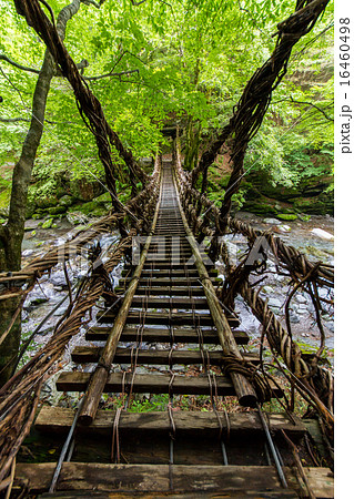 徳島県　奥祖谷二重かずら橋 16460498