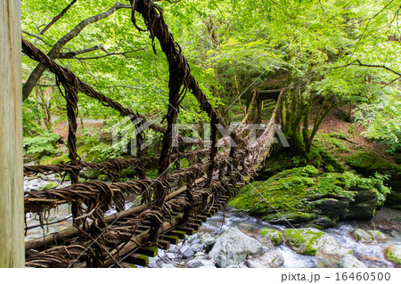 徳島県　奥祖谷二重かずら橋 16460500