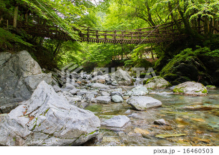 徳島県　奥祖谷二重かずら橋 16460503