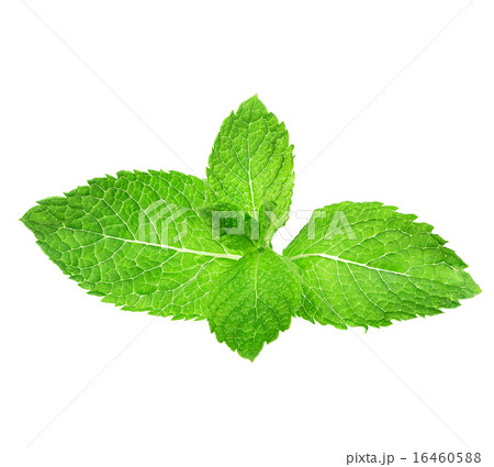 mint leaves isolated on white background 16460588