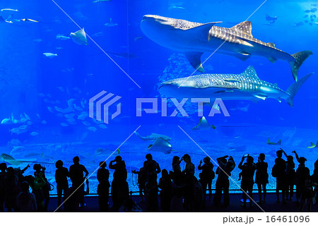 美ら海水族館　ジンベイザメ 16461096