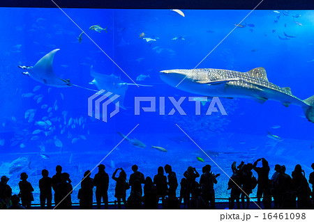 美ら海水族館　ジンベイザメとマンタ 16461098