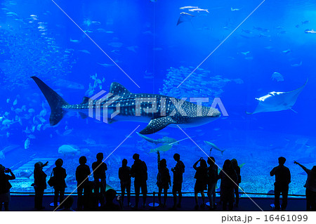 美ら海水族館　ジンベイザメとマンタ 16461099