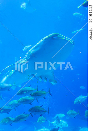 美ら海水族館 ジンベイザメ 美ら海水族館 ジンベイザメ 16461112