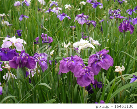 あやめ 16461130
