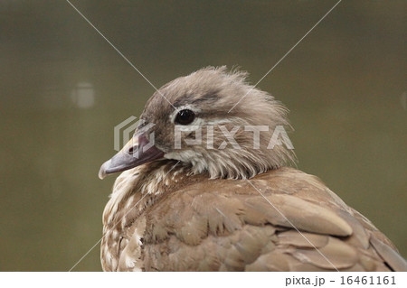 オシドリ9 16461161