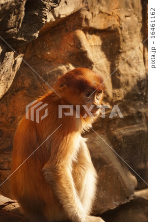 テングザル テングザル 16461162