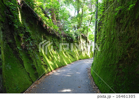 6月神社・寺院22笠森観音・苔の参道 6月神社・寺院22笠森観音・苔の参道 16461305