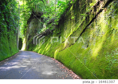 6月神社・寺院23笠森観音・苔の参道 16461307