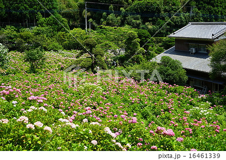 6月花 アジサイ・アジサイ科349服部農園あじさい屋敷 6月花 アジサイ・アジサイ科349服部農園あじさい屋敷 16461339