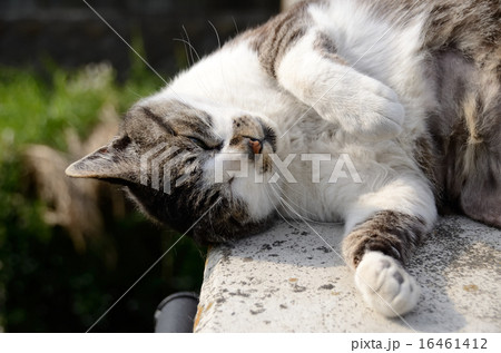 昼寝中の猫 昼寝中の猫 16461412