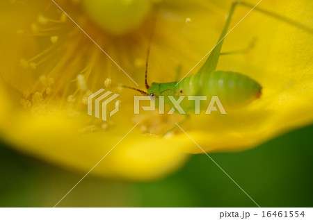 キリギリスの幼態 キリギリスの幼態 16461554