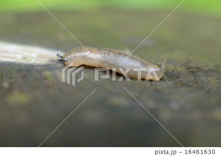 ナメクジ ナメクジ 16461630
