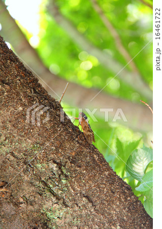 アブラゼミの夏 16461722