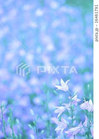 背景素材　花畑 16461791