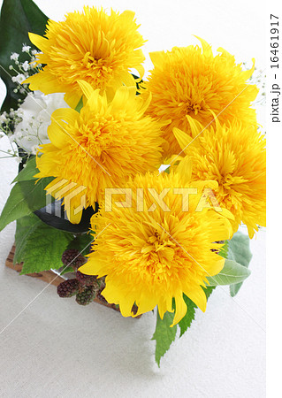 八重のひまわりとブラックベリーのアレンジ(縦 部分) 八重のひまわりとブラックベリーのアレンジ(縦 部分) 16461917