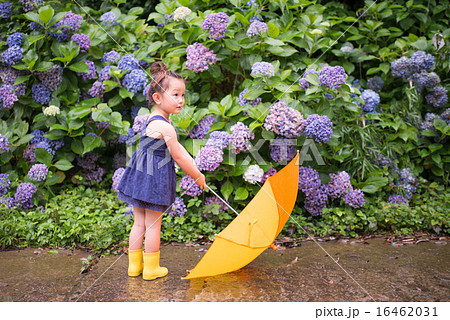 紫陽花の前で傘を持つ女の子の写真素材