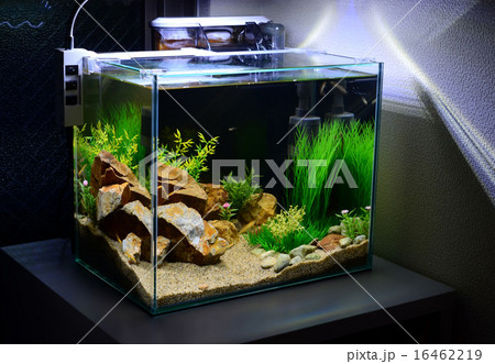 アクアリウム（インテリア） 16462219