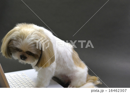 パソコンする愛犬 16462307