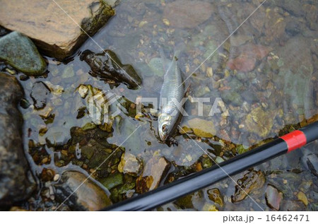 川釣り 川釣り 16462471