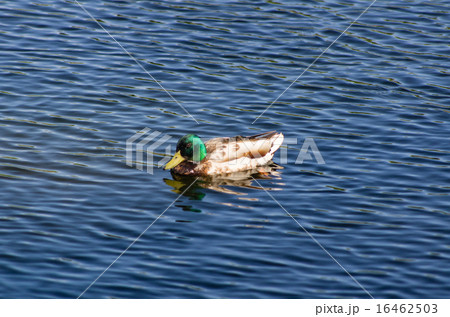 Duck swimming in the pond Duck swimming in the pond 16462503