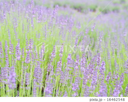 ラベンダー畑 ラベンダー畑 16462548