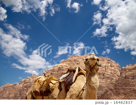 Camel in the Wadi Rum Deser-- southern Jordan 16462837