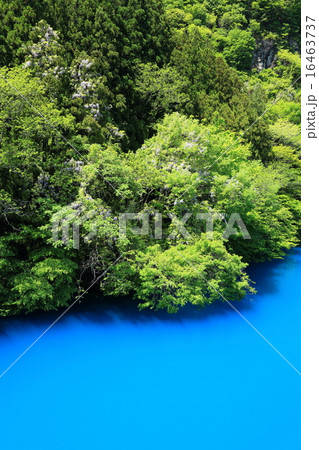 新緑の四万湖 16463737