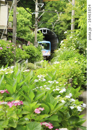 ６月の江ノ電 16463854