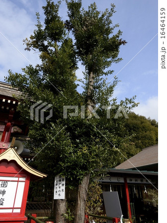加紫久利神社の夫婦ナギの木 16464159