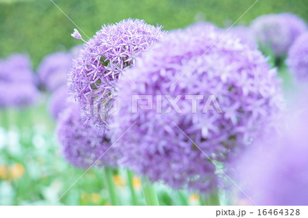 アリウム 16464328
