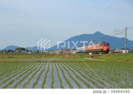 弥彦山バックと越後線115系（6両：羽越本線直通） 16464340