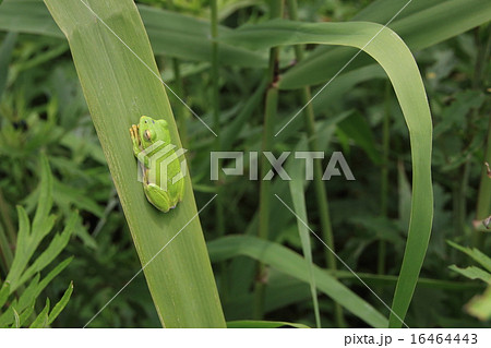 生きもの:両生類(Amphibian) 0