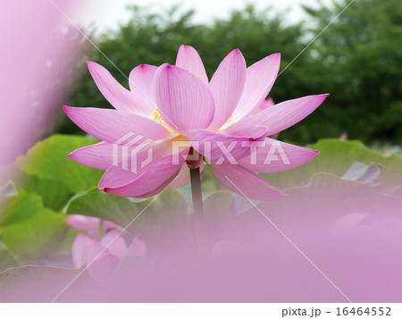 行田古代蓮の里 行田古代蓮の里 16464552