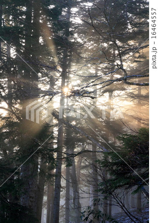 尾瀬・三平峠の木洩れ日 尾瀬・三平峠の木洩れ日 16464557