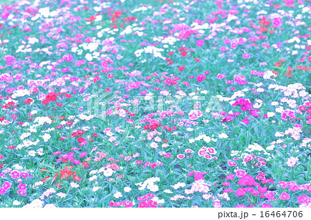 花畑 背景素材 の写真素材