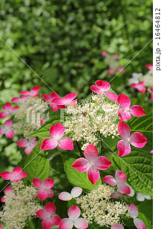 クレナイヤマアジサイ 16464812