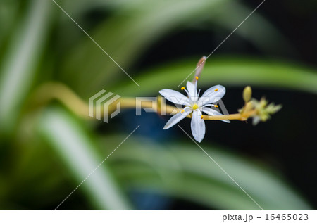 オリズルランの花 オリズルランの花 16465023