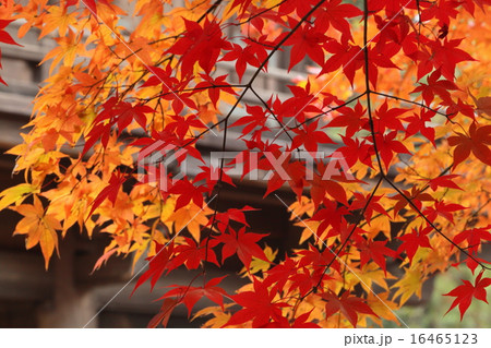 埼玉平林寺の紅葉 埼玉平林寺の紅葉 16465123
