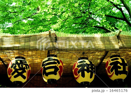 祭りの提灯 祭りの提灯 16465176