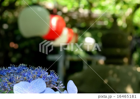 あじさんの花 16465181
