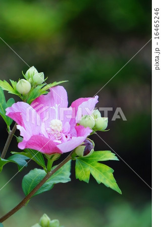 ムクゲ 16465246