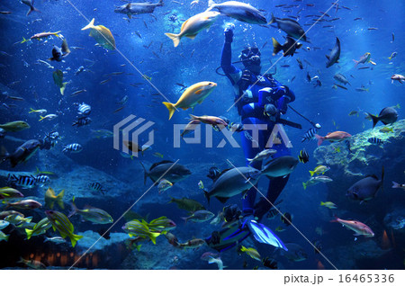 すみだ水族館の東京大水槽の写真素材