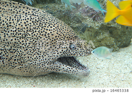 ウツボにキス ウツボにキス 16465338