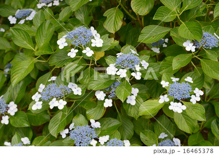 ガクアジサイ 16465378